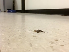 Wedge Walkover Crush