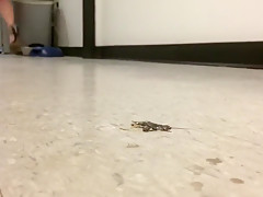 Wedge Walkover Crush