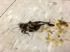 Wedge Walkover Crush