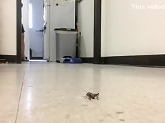 Wedge Walkover Crush