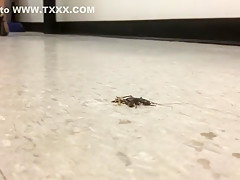 Wedge Walkover Crush