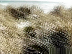 Slutwife gangbanged by strangers at the beach