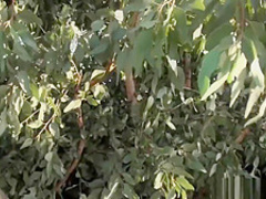 46 year old MILF loves public Flashing