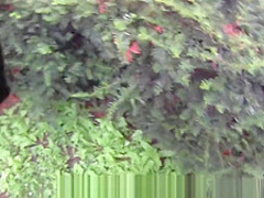 Fucked for cash near the bus stop