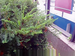 Fucked for cash near the bus stop