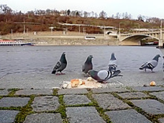 Paula Shy fucks herself with a dildo