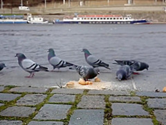 Paula Shy fucks herself with a dildo