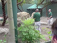 Naughty teen brunette is giving a great footjob to her new lover, in his hotel room