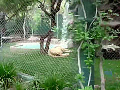 Naughty teen brunette is giving a great footjob to her new lover, in his hotel room