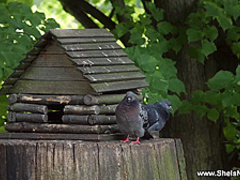She Is Nerdy - Amalia Davis - Busty teen in glasses fucking