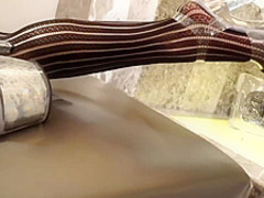 Latin gal in erotic stockings and garter belt is about to have anal sex with her ex