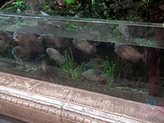 You Meet The Petite Carolina Sweets!